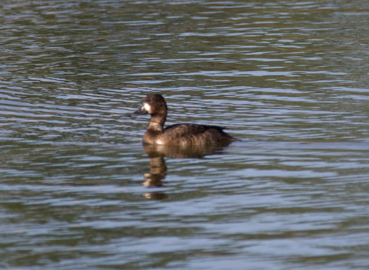 Greater Scaup - ML612815043