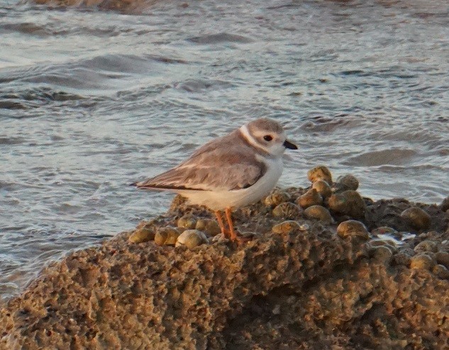 Piping Plover - ML612815072