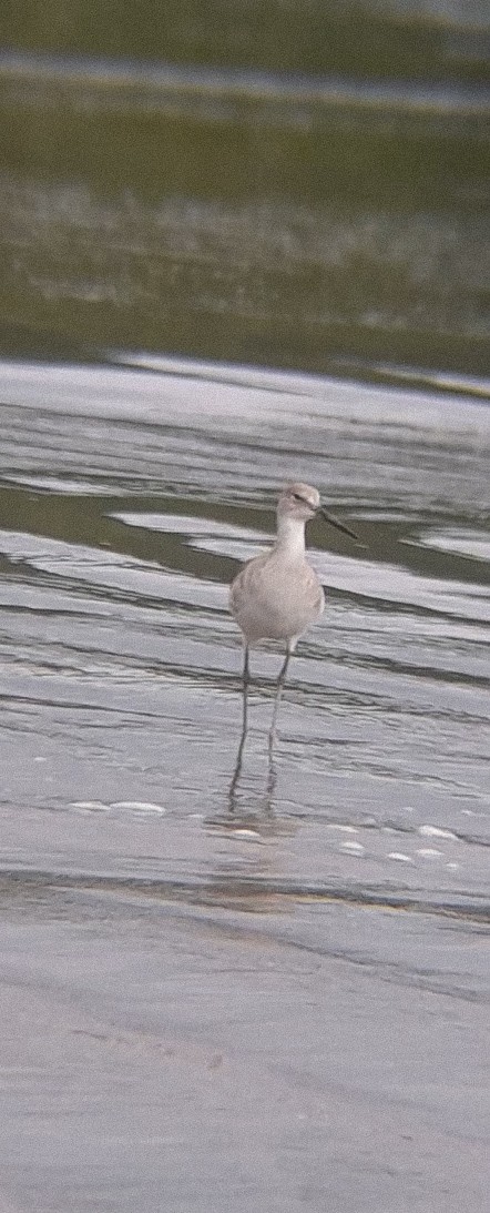 eBird Checklist - 29 Dec 2023 - PN Marino Ballena--Playa Uvita - 5 species