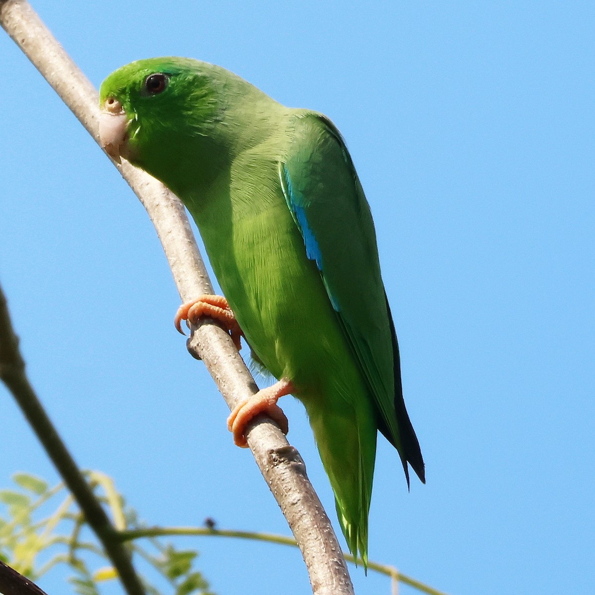 Turquoise-winged Parrotlet - ML612815901