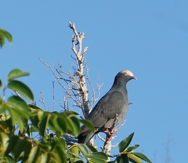 White-crowned Pigeon - ML612816431