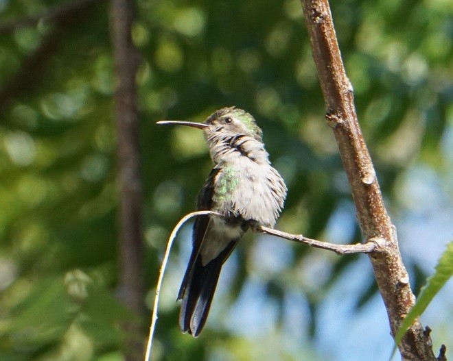 kolibřík kubánský - ML612816466