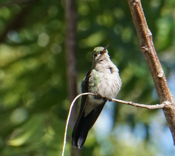 kolibřík kubánský - ML612816478