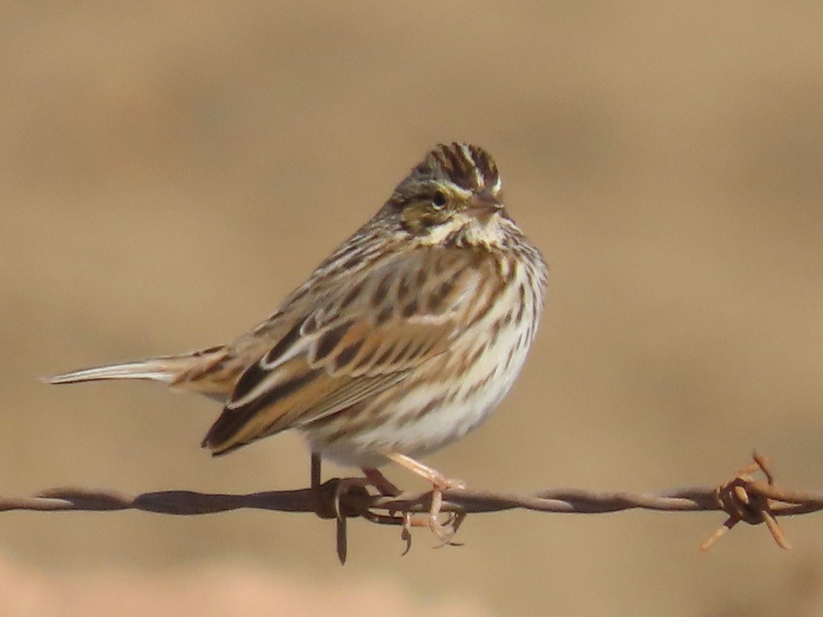 Savannah Sparrow - ML612816505