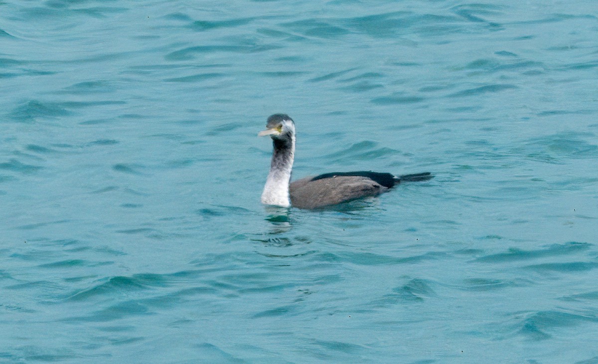 Spotted Shag - ML612816686