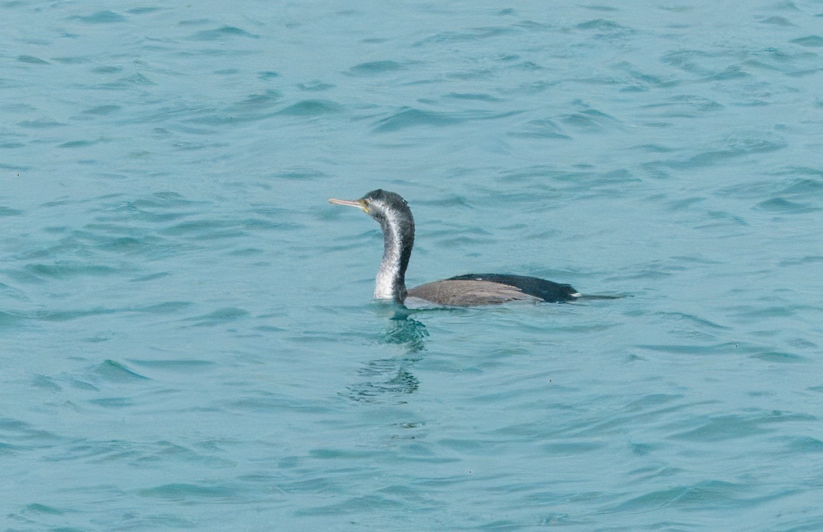 Spotted Shag - ML612816687