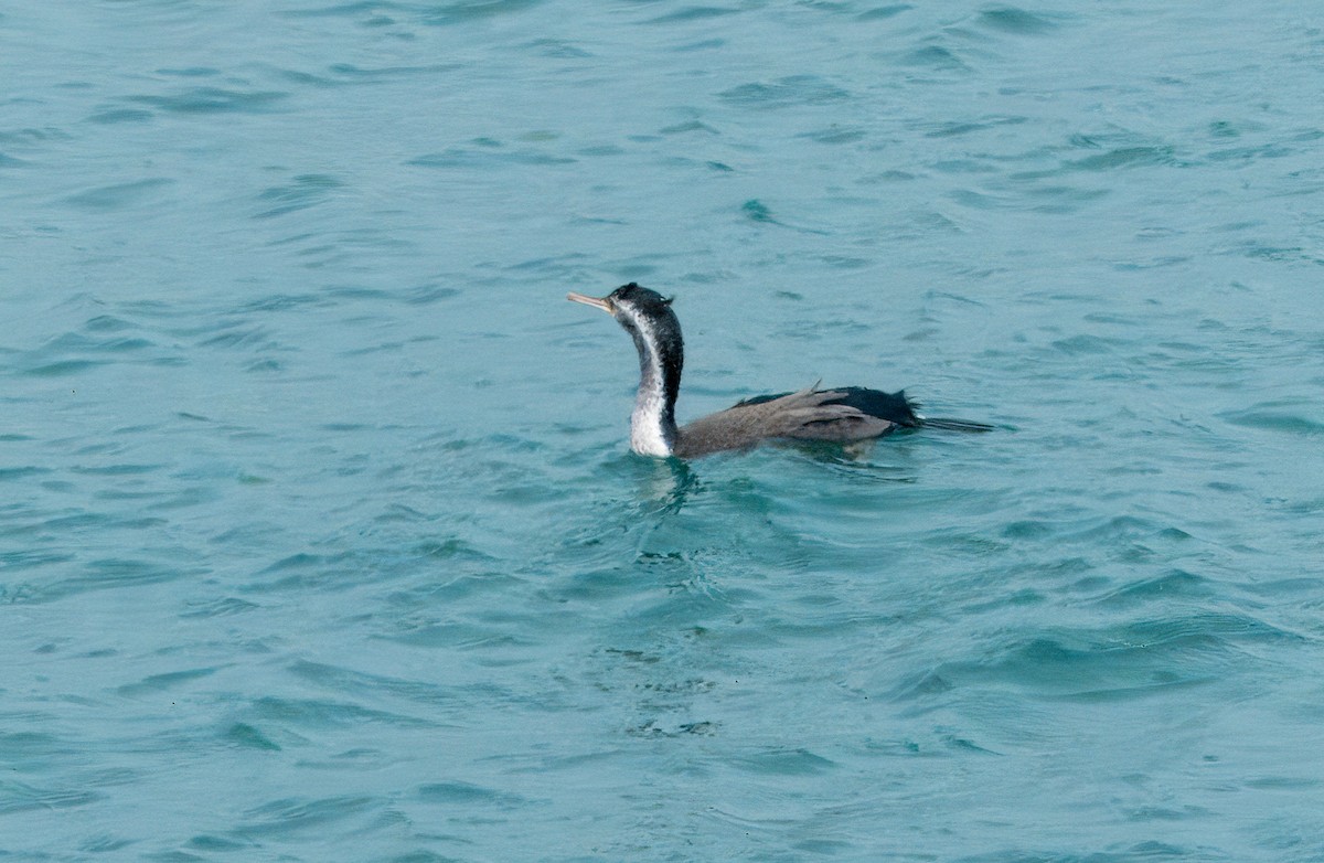 Spotted Shag - ML612816688