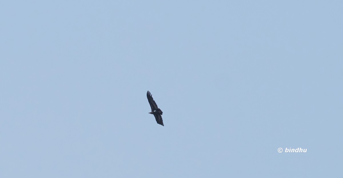 Red-headed Vulture - ML612816783