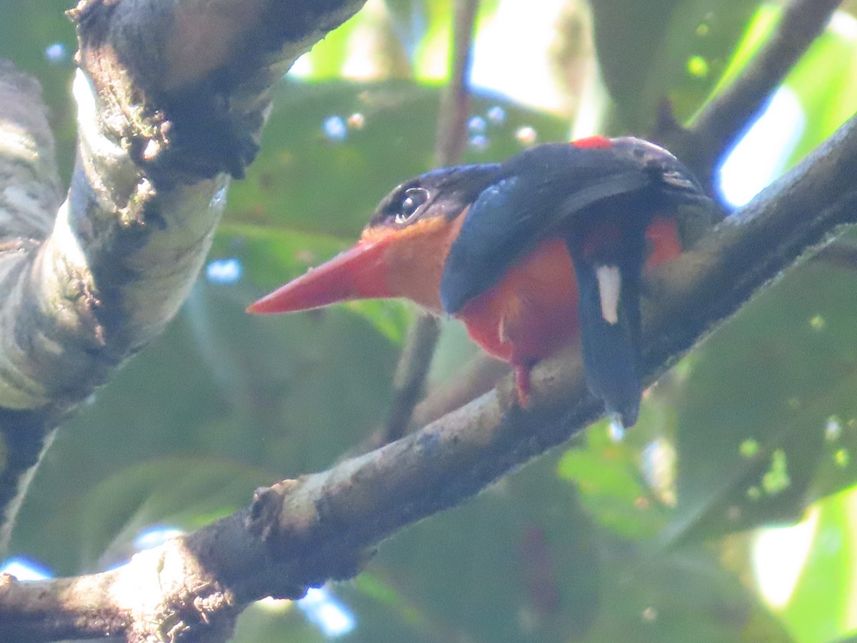 Red-breasted Paradise-Kingfisher - ML612817103