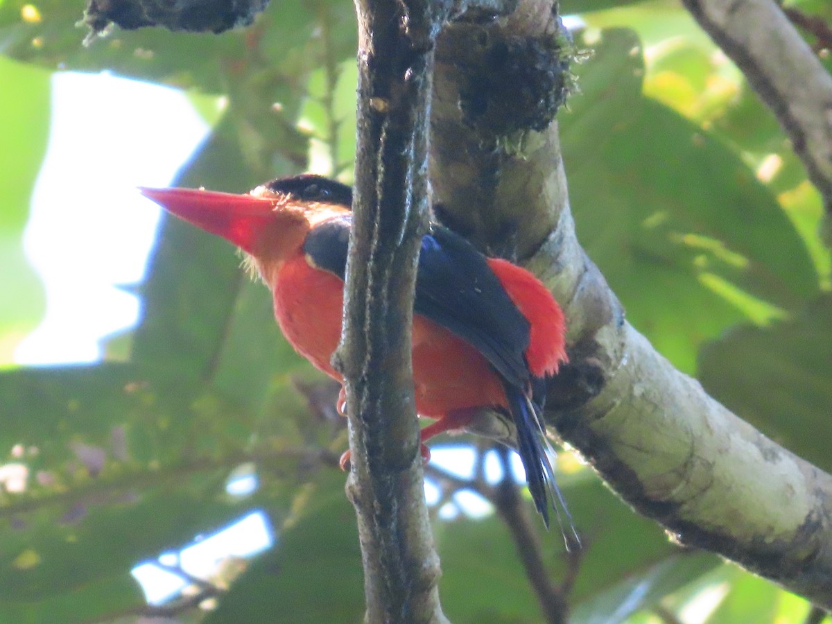Red-breasted Paradise-Kingfisher - ML612817104
