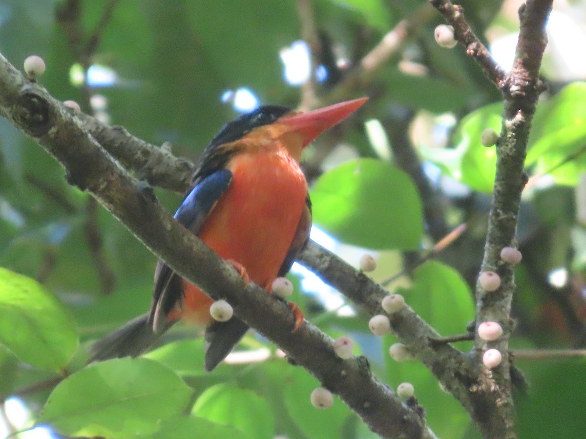 Red-breasted Paradise-Kingfisher - Suzanne Beauchesne