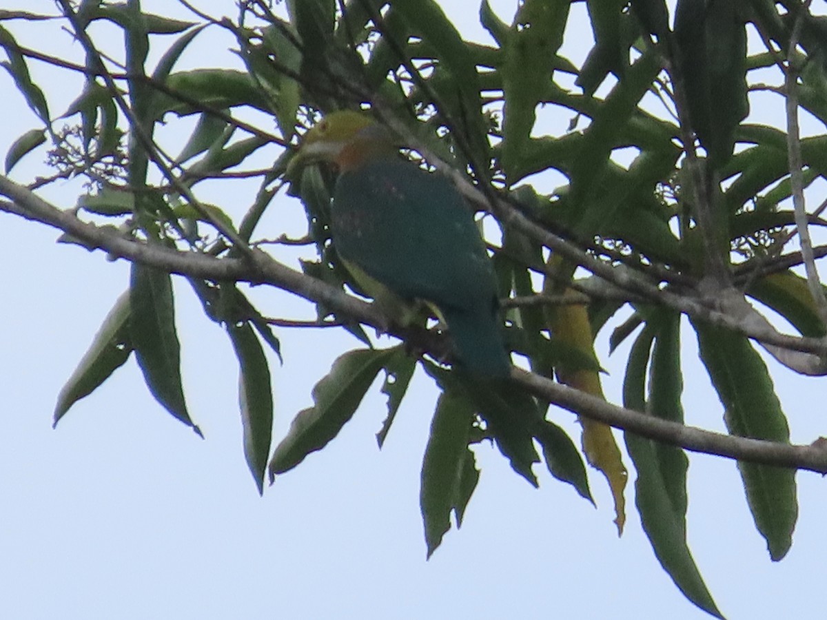 Pink-spotted Fruit-Dove - ML612817256