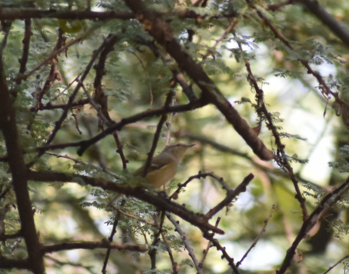 Hume's Warbler - ML612817285