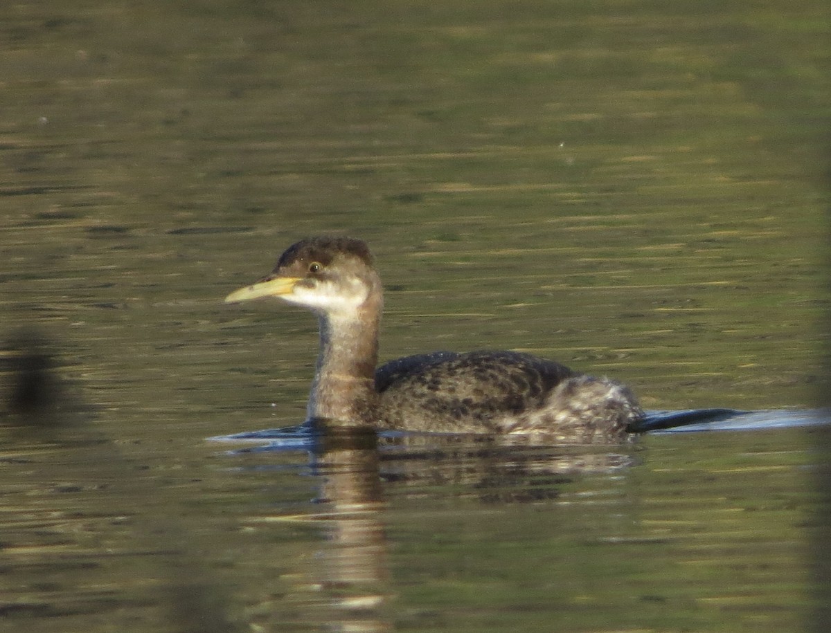 Red-necked Grebe - ML612817293