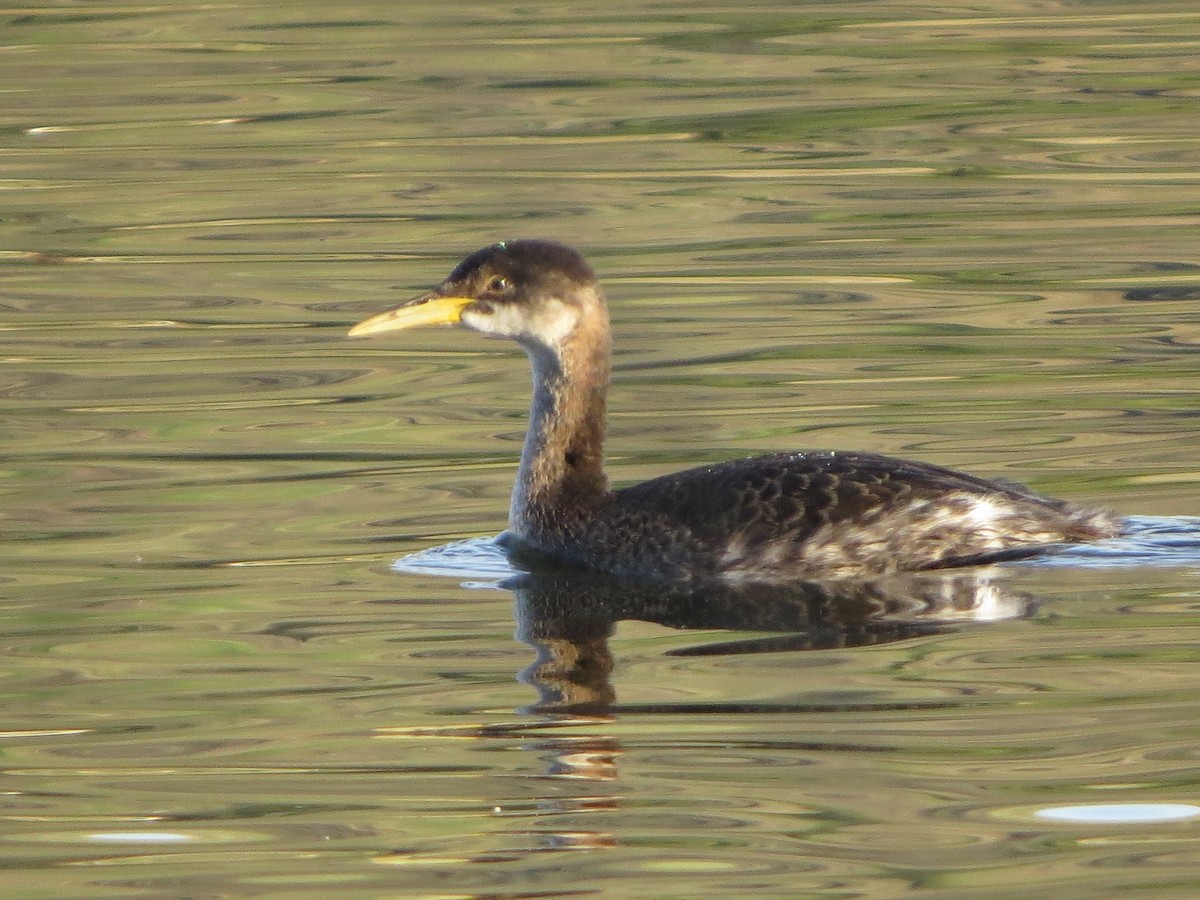 Red-necked Grebe - ML612817296
