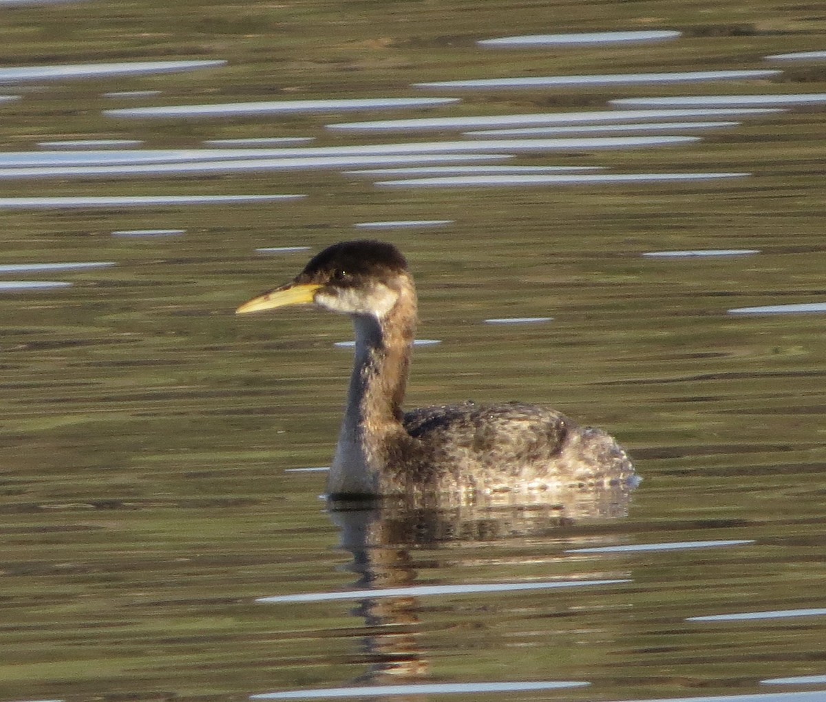 Red-necked Grebe - ML612817297