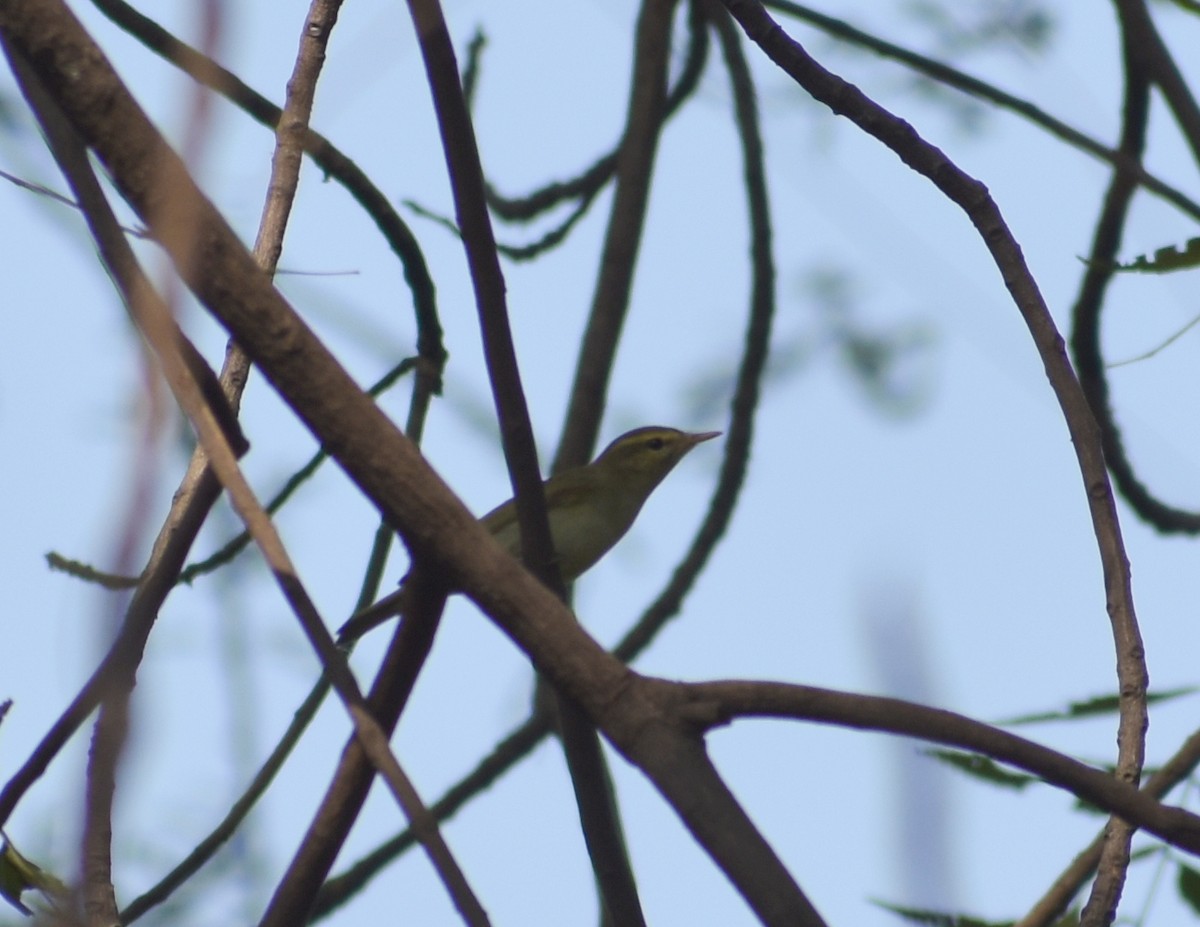 Greenish Warbler - Anonymous