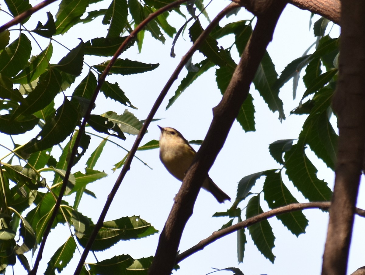 Hume's Warbler - ML612817532