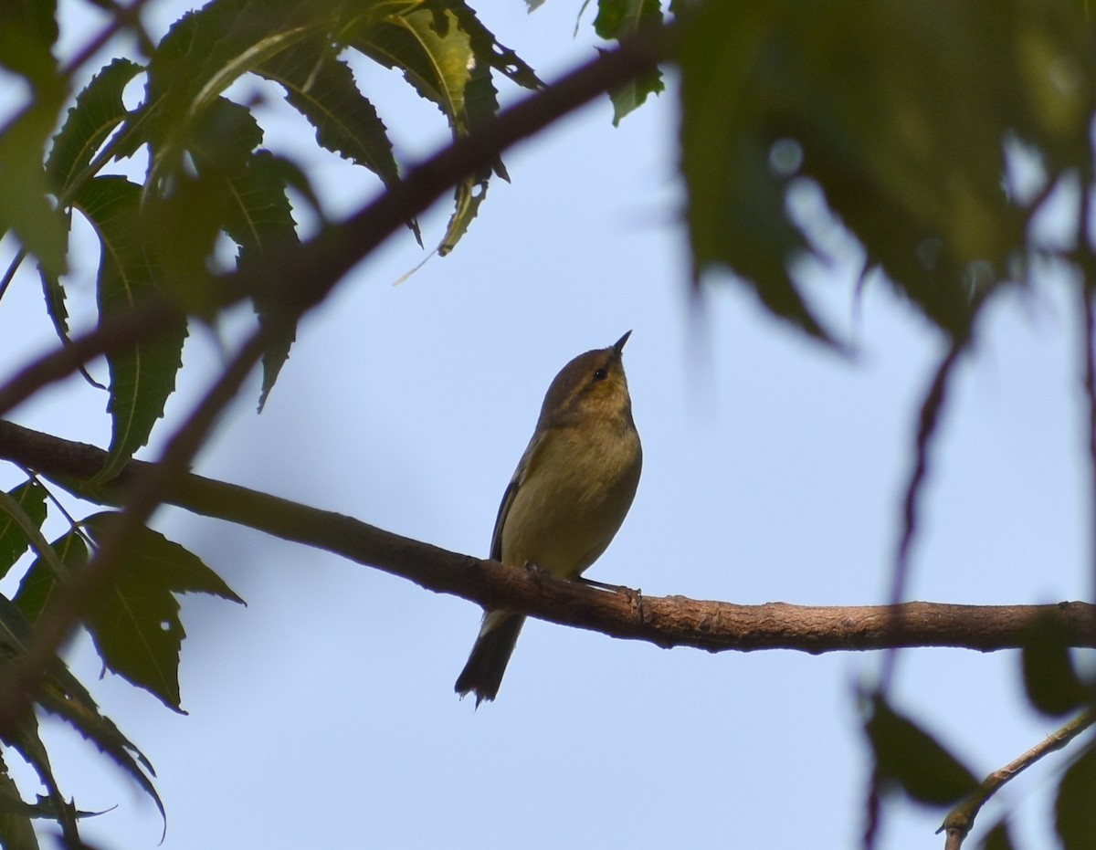 Hume's Warbler - ML612817533