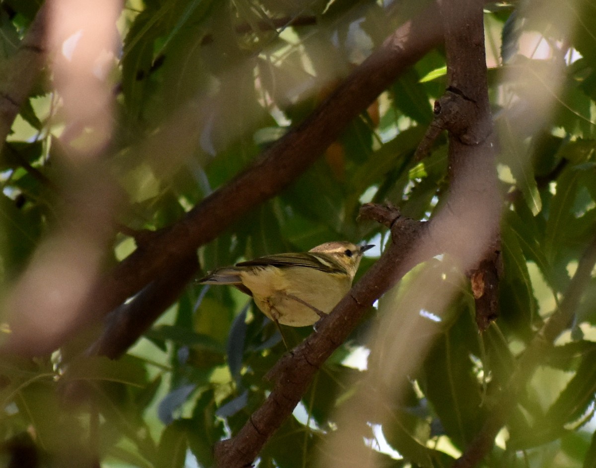 Hume's Warbler - ML612817534