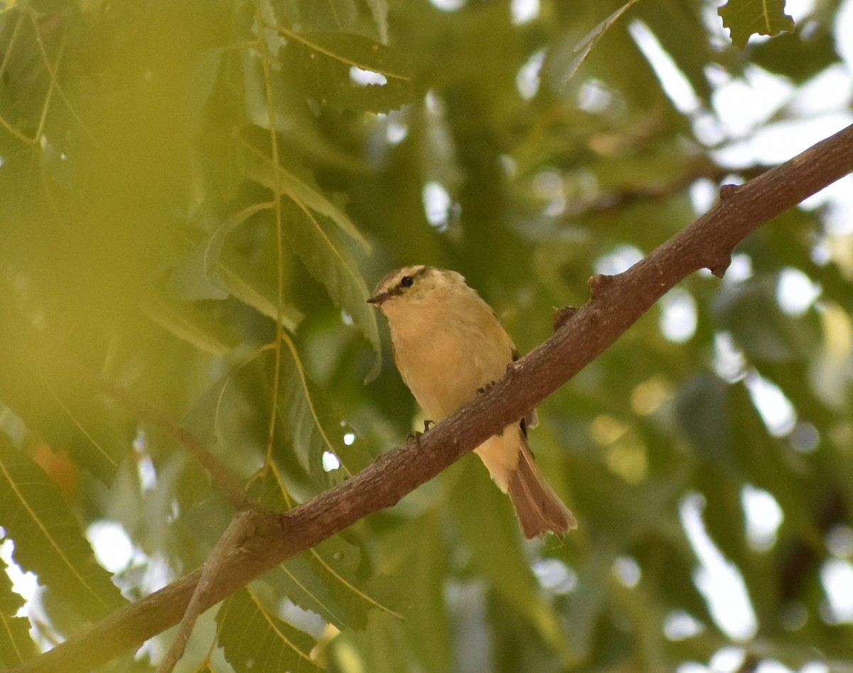 Hume's Warbler - ML612817535