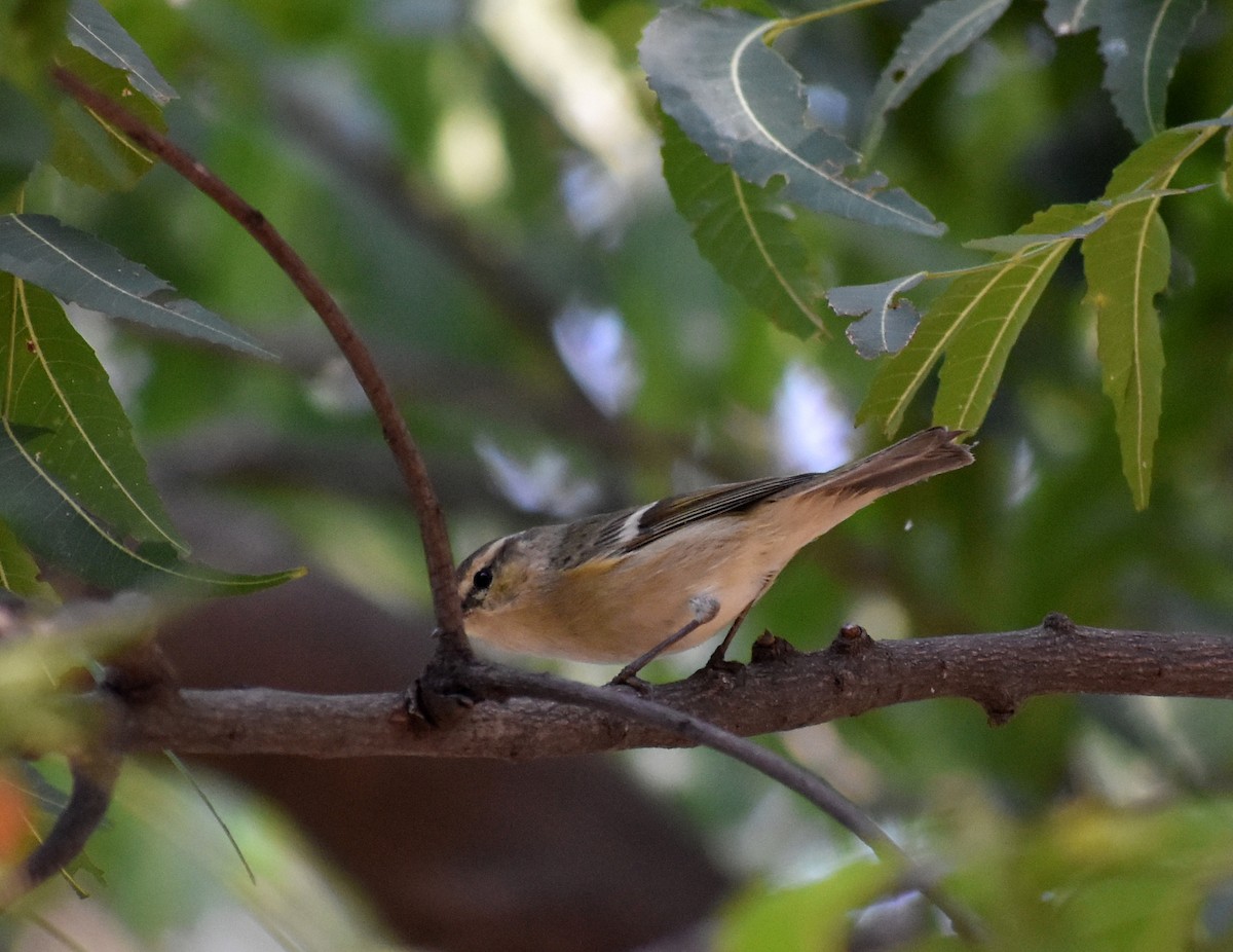 Hume's Warbler - ML612817537