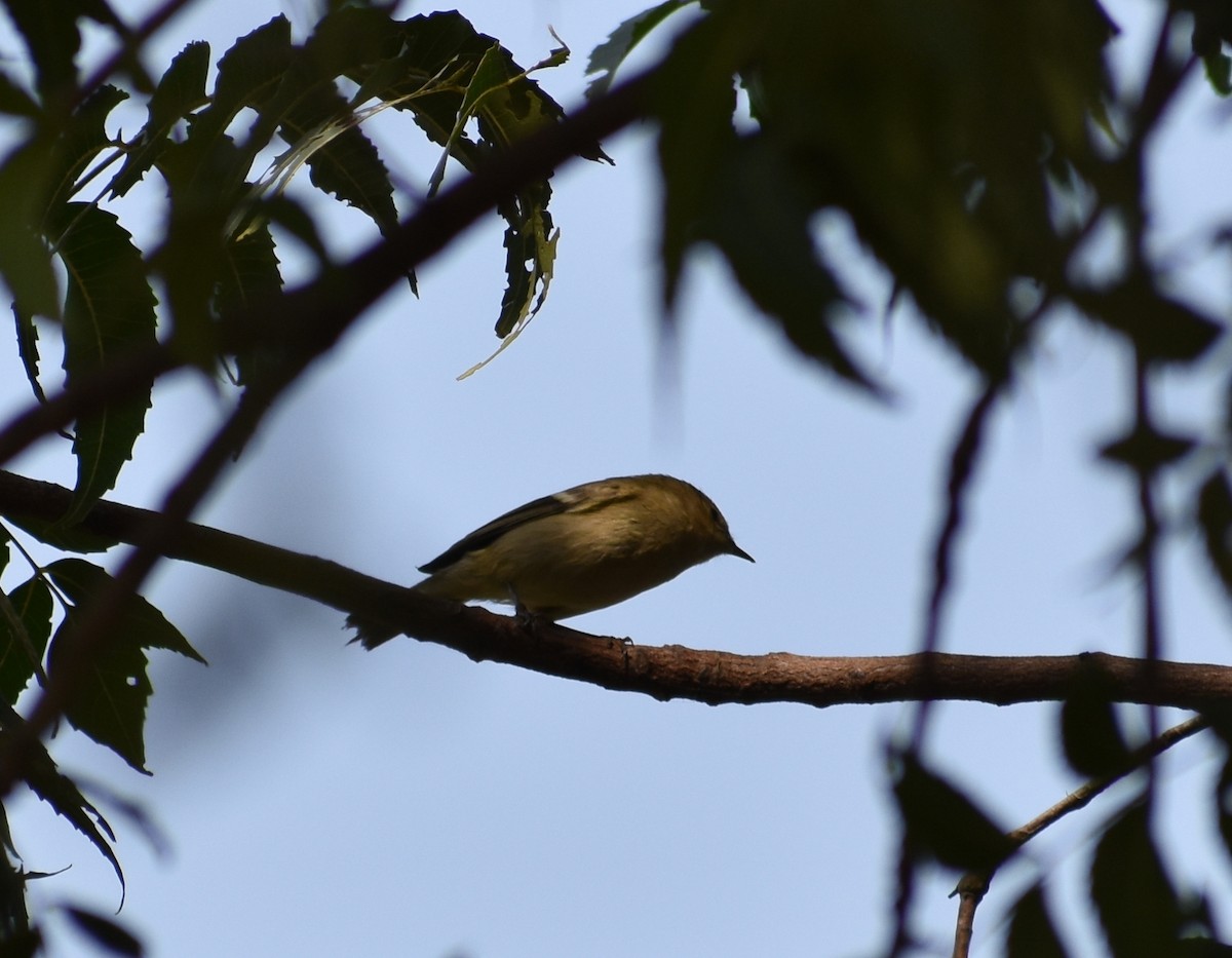 Hume's Warbler - ML612817541