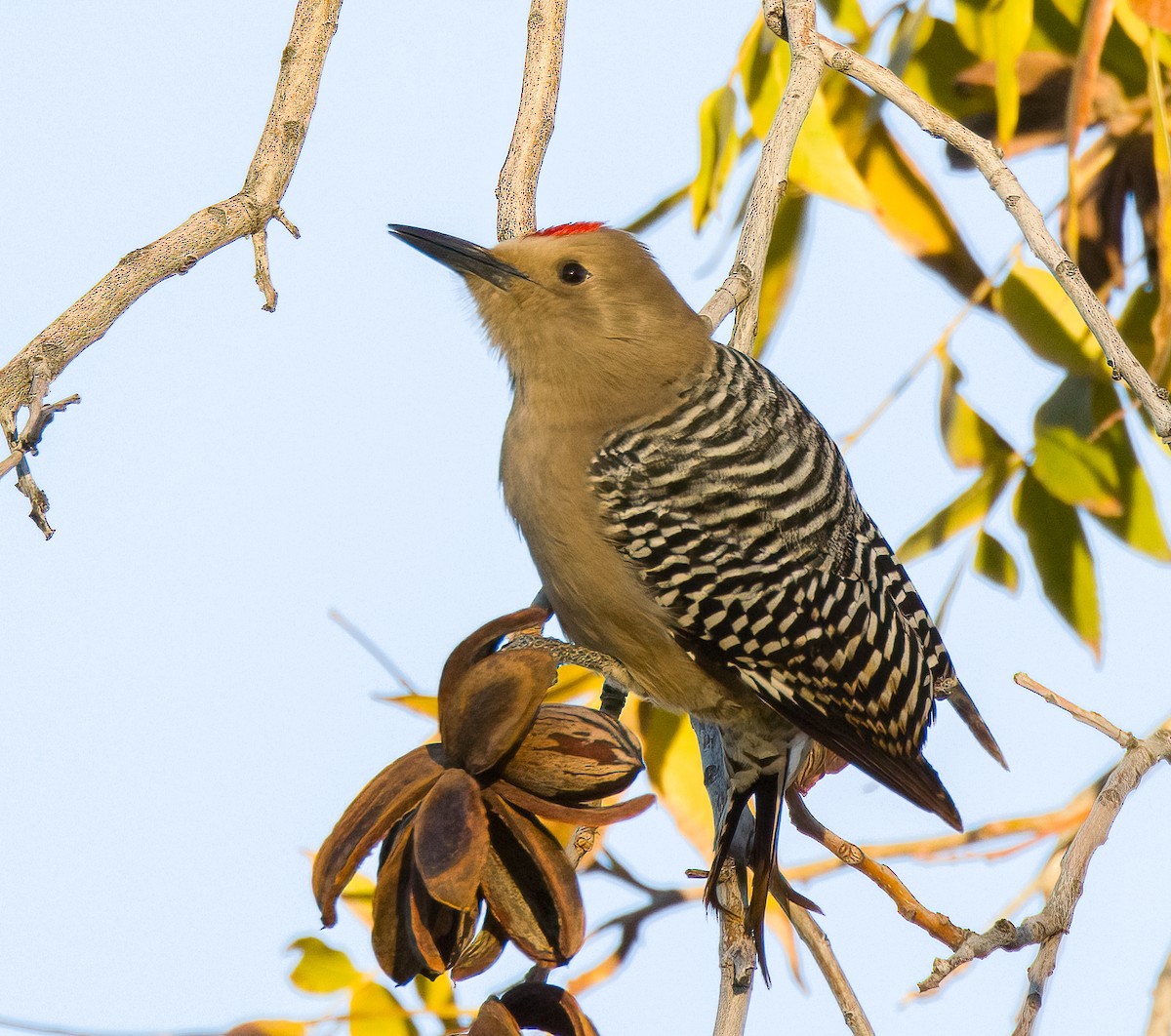 Gila Woodpecker - ML612817608