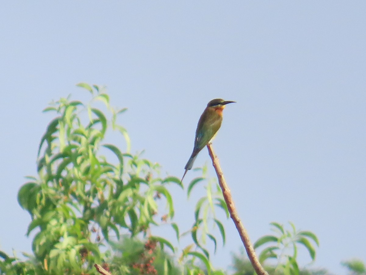 Blue-tailed Bee-eater - ML612817683