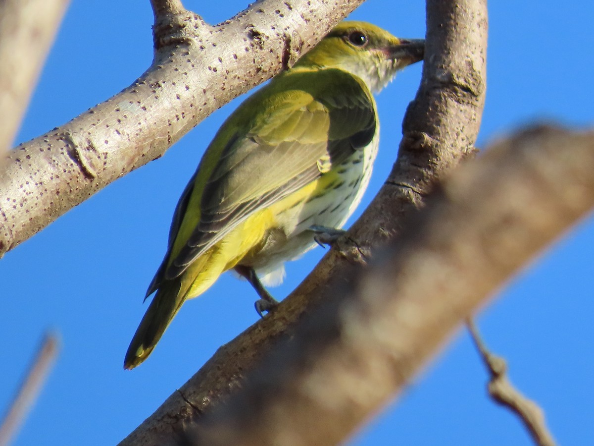 Indian Golden Oriole - Swati S Bhat