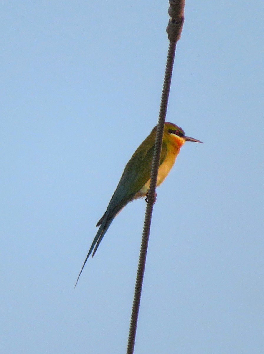 Blue-tailed Bee-eater - ML612817807