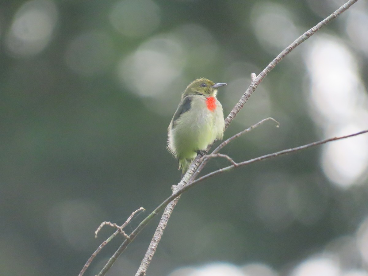Olive-crowned Flowerpecker - ML612818087