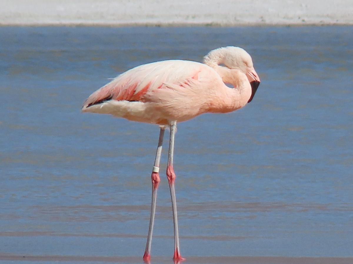 Chilean Flamingo - ML612818367