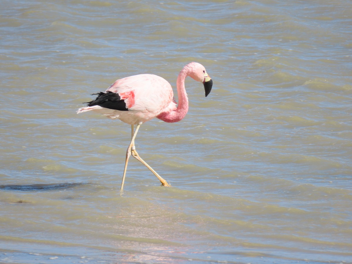 Andean Flamingo - ML612818395