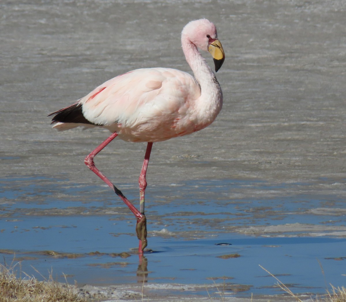 James's Flamingo - ML612818405