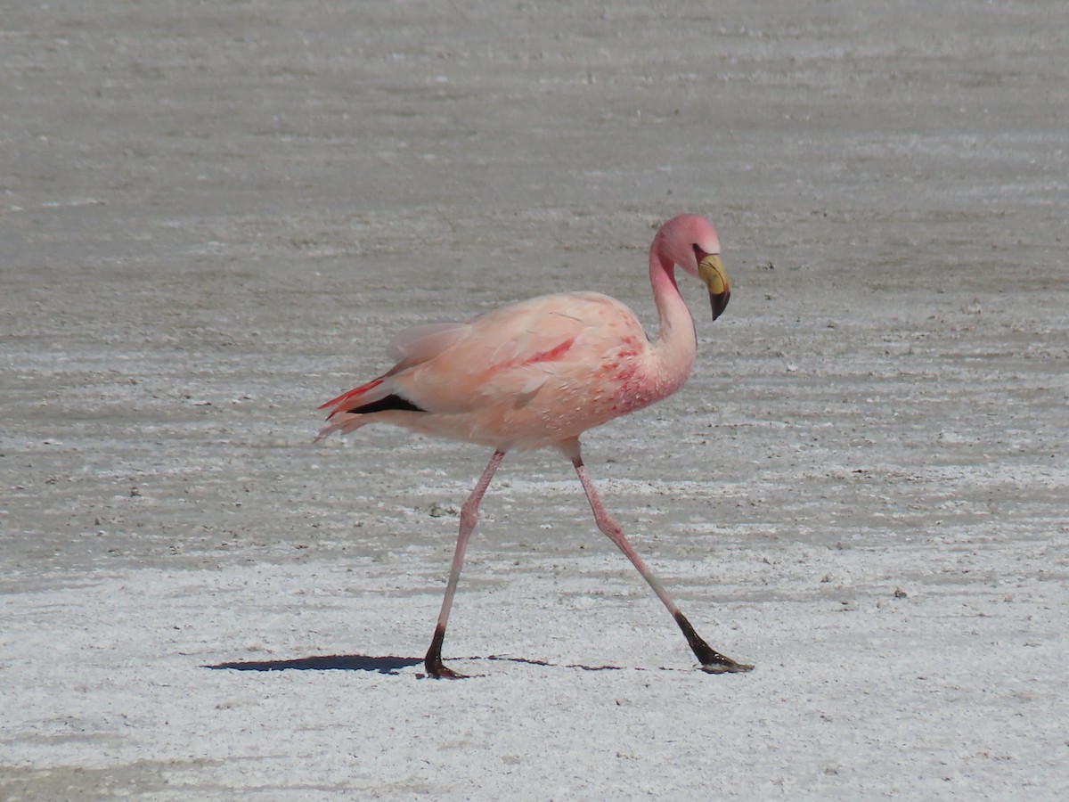 James's Flamingo - ML612818406