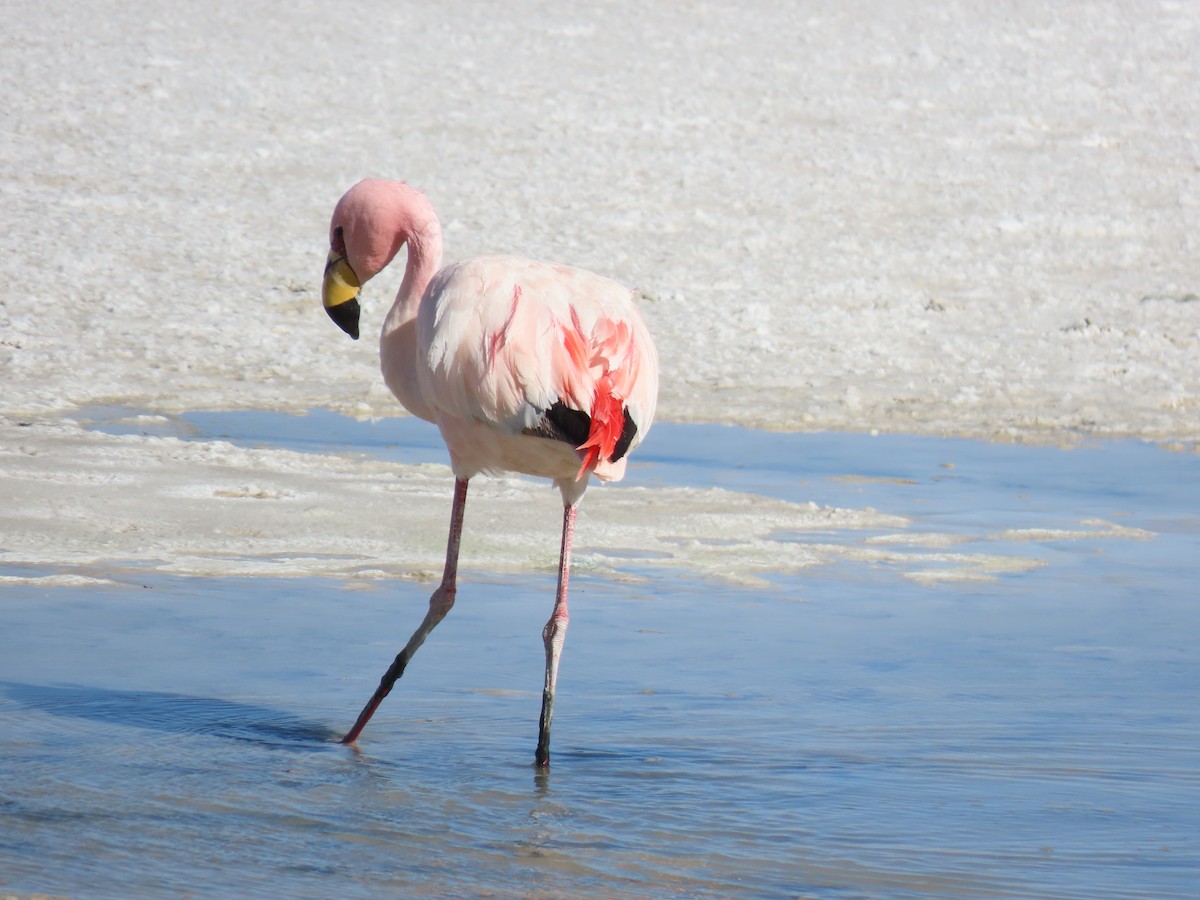 James's Flamingo - ML612818408