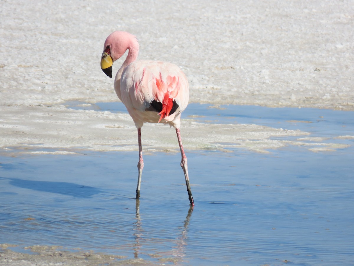 James's Flamingo - ML612818409