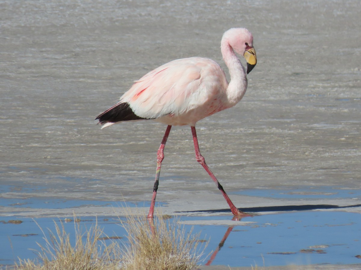 James's Flamingo - ML612818410
