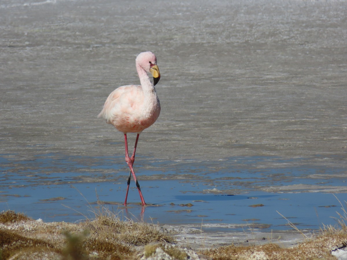 James's Flamingo - ML612818411