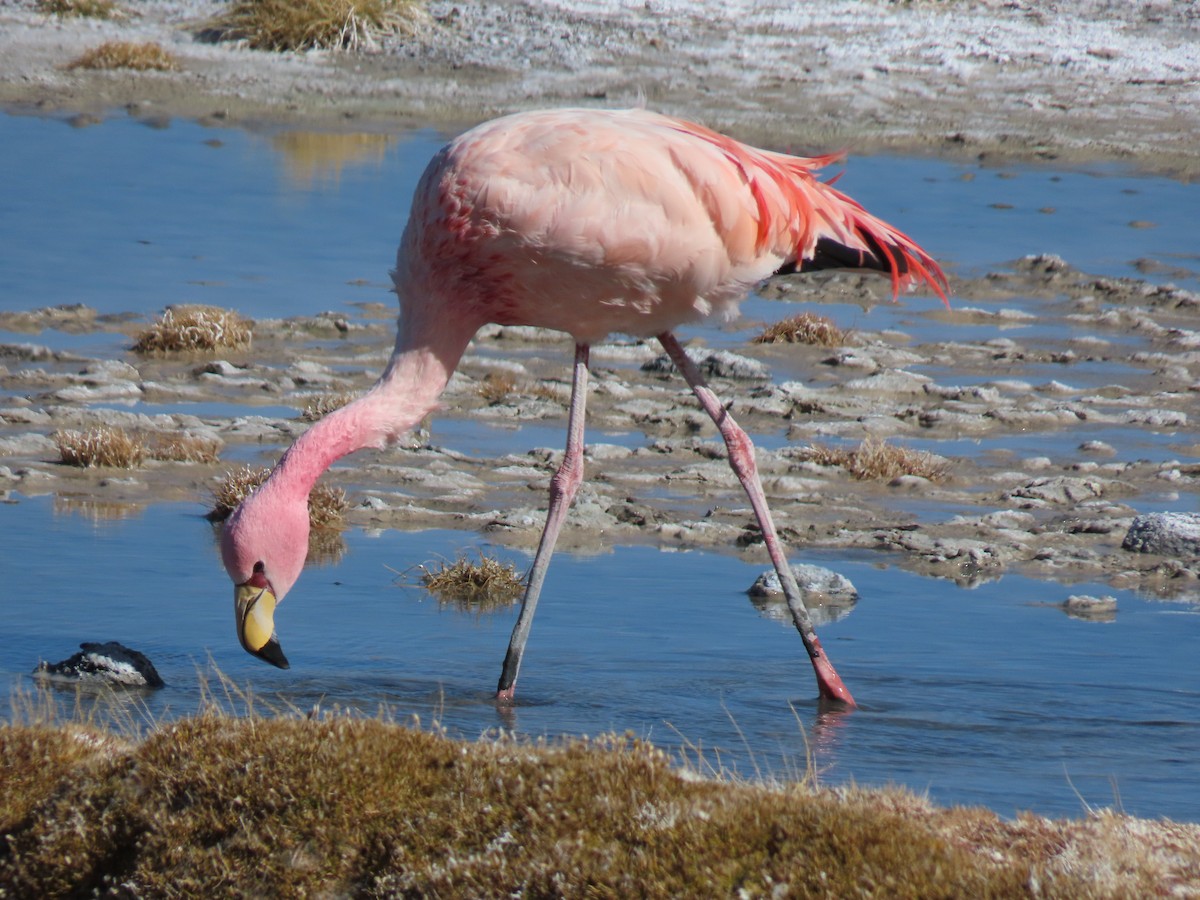 James's Flamingo - Nelson  Contardo