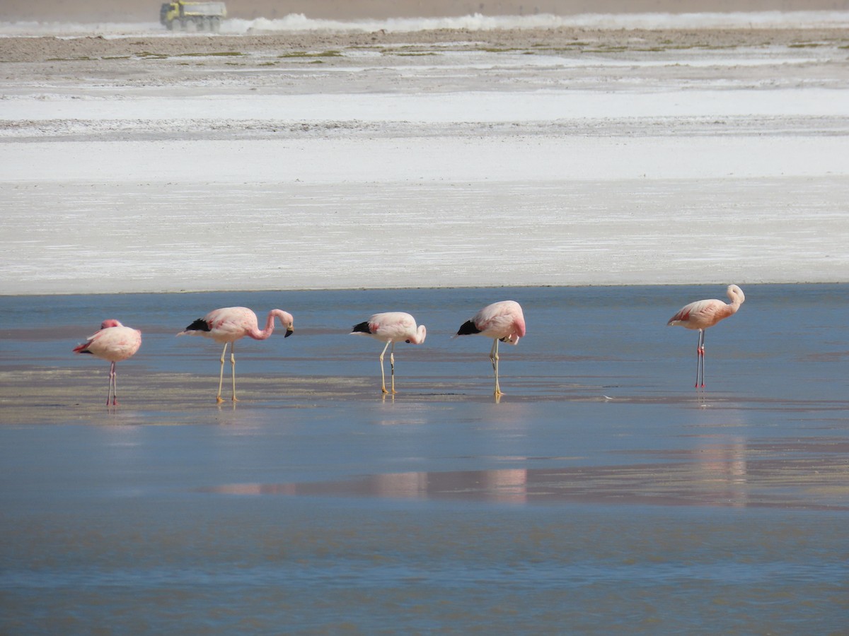 Andean Flamingo - ML612818416