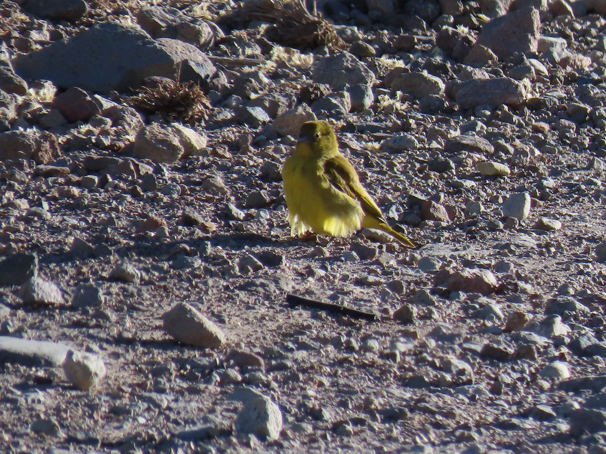 Puna Yellow-Finch - ML612818472