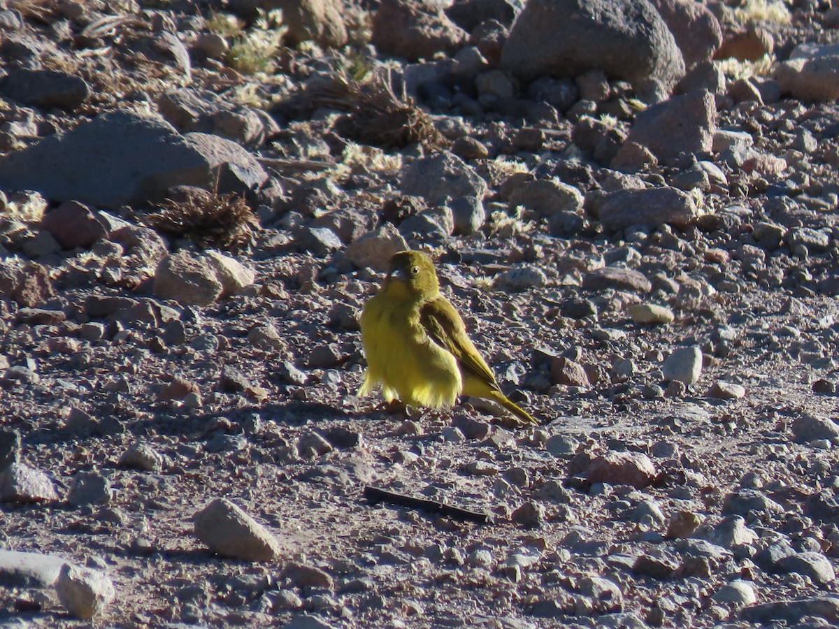 Puna Yellow-Finch - ML612818473