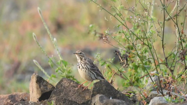 Red-throated Pipit - ML612818547