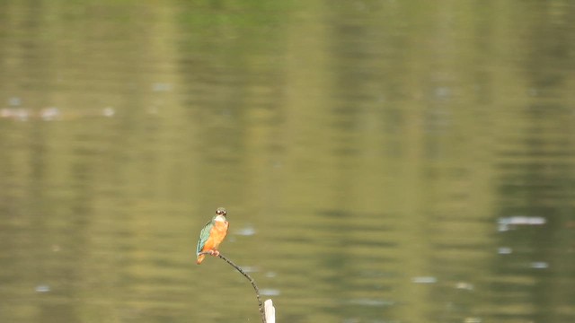 Common Kingfisher - ML612818566