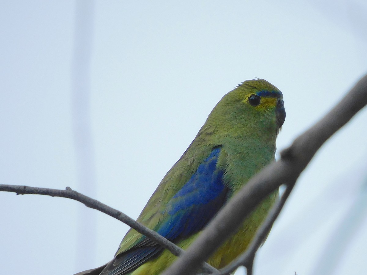 Blue-winged Parrot - ML612819143