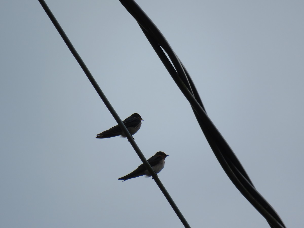 Barn Swallow - ML612819570