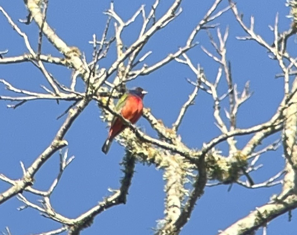 Painted Bunting - ML612819670