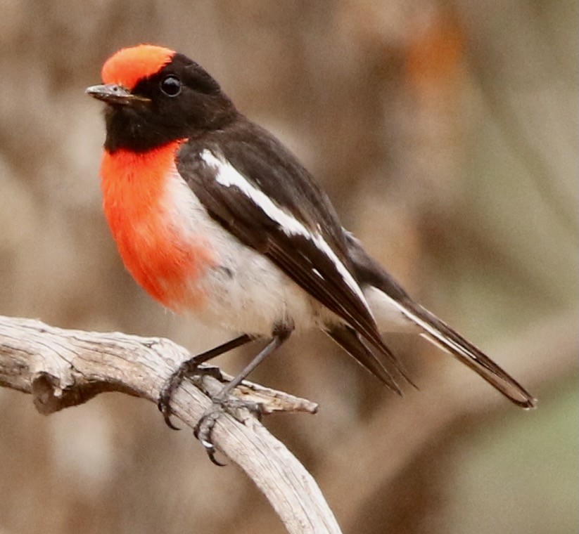 Red-capped Robin - Connie Lintz